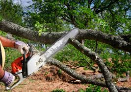 How Our Tree Care Process Works  in  Elsmere, KY