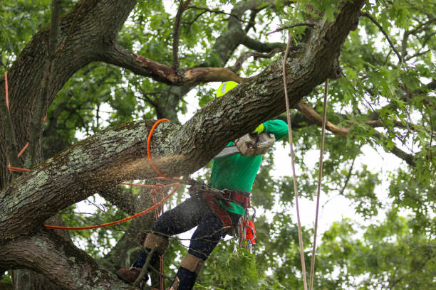 Professional Tree Services in Elsmere, KY